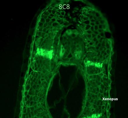 Xenopus antibody image