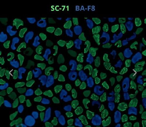 Xenopus antibody image