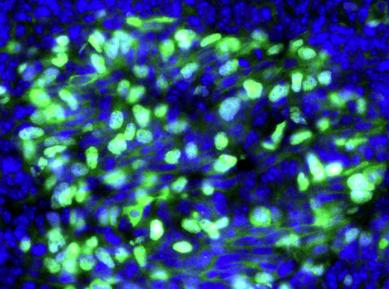 Xenopus antibody image