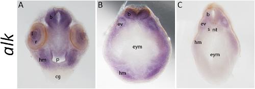 Manual Lit image for Xenopus