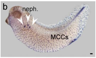 Manual Lit image for Xenopus