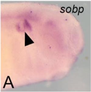 Xenopus gene image