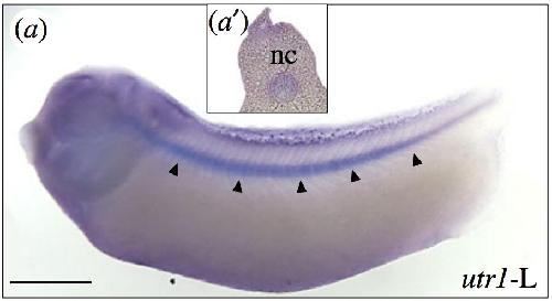 Manual Lit image for Xenopus