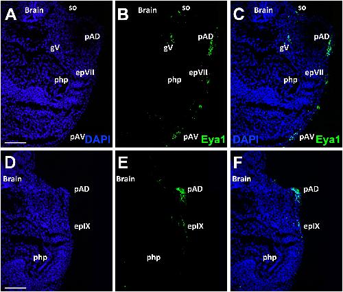 Manual Lit image for Xenopus