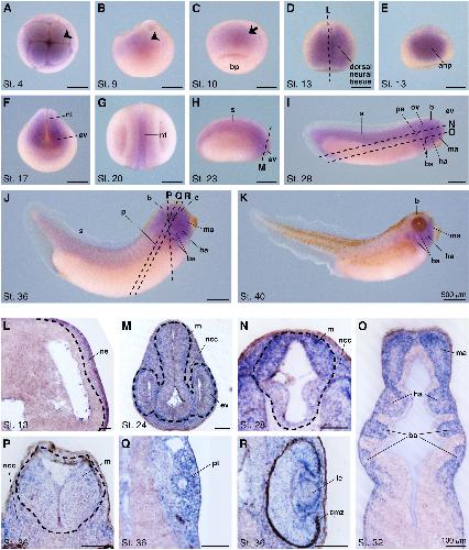 Manual Lit image for Xenopus