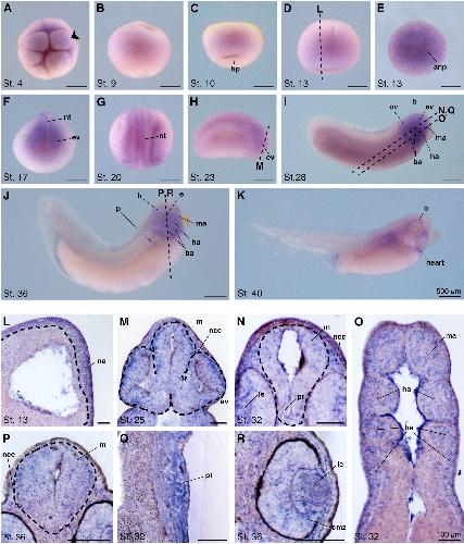 Manual Lit image for Xenopus