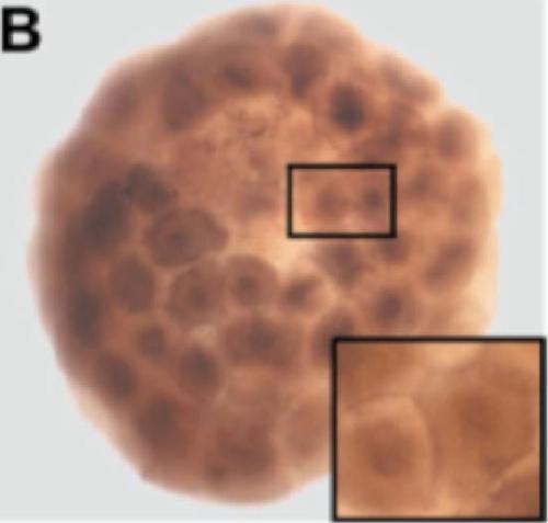 Xenopus gene image