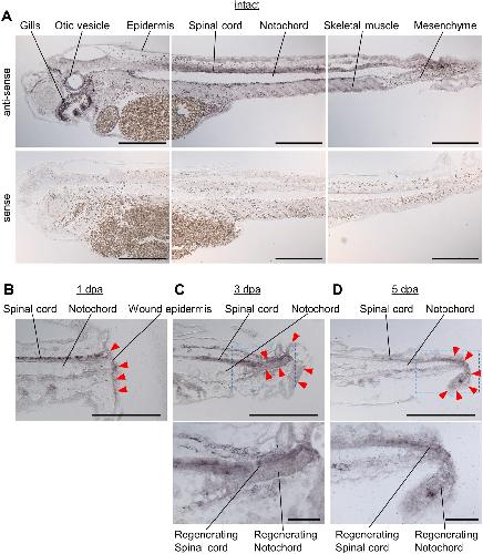 Manual Lit image for Xenopus