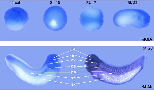 Manual Lit image for Xenopus