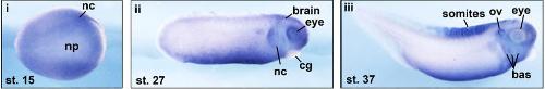 Manual Lit image for Xenopus