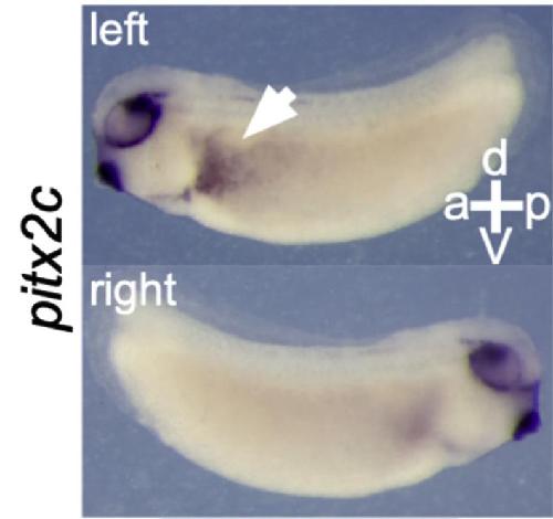 Manual Lit image for Xenopus