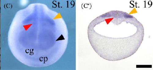 Manual Lit image for Xenopus