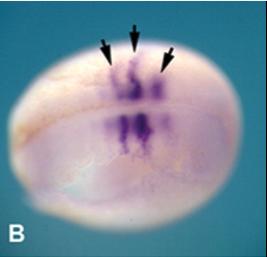 Xenopus gene image