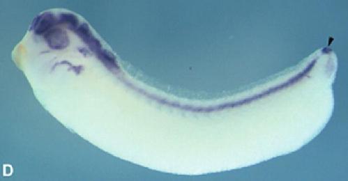 Xenopus gene image