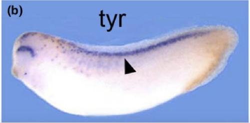 Manual Lit image for Xenopus