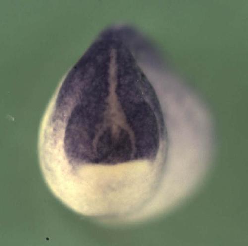 Xenopus acox2 expression in wholemount, anterior view.