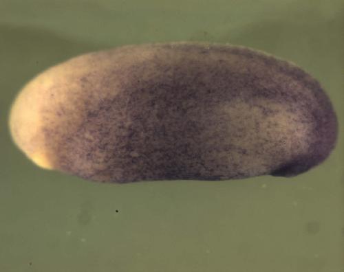 Xenopus als2 / myotrophic lateral sclerosis 2 (juvenile) expression in stage 25 embryo.