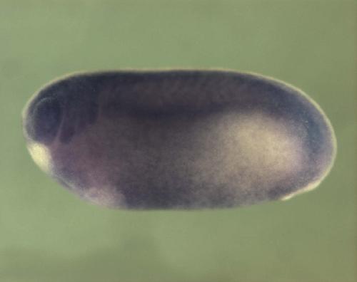 Xenopus GA binding protein transcription factor, alpha subunit 60kDa / gabpa expression in stage 25 embryo.