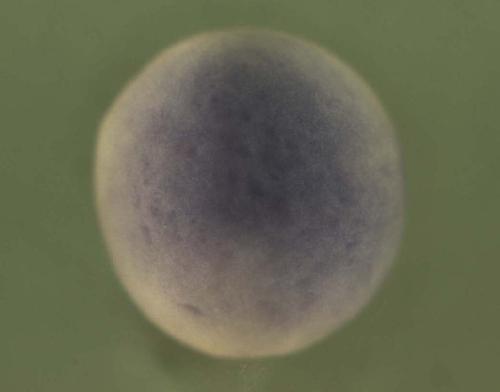 Xenopus muscle RAS oncogene homolog / mras gene expression in stage 15 embryo