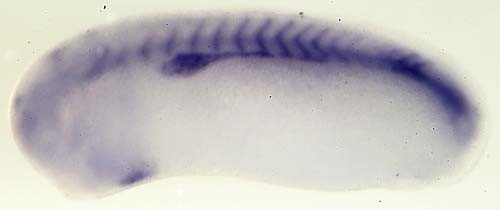 Xenopus apc / adenomatous polyposis coli expression in stage 28 embryo assayed by in situ hybridization