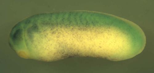 Xenopus POU class 5 homeobox 1, gene 2 / pou5f1 gene expression in stage 25 embryo