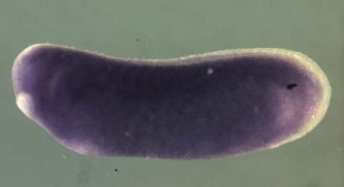 Xenopus acadm / acyl-Coenzyme A dehydrogenase, C-4 to C-12 straight chain gene expression in stage 26 embryo