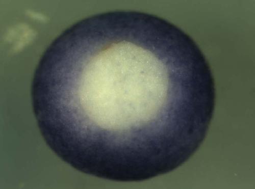 Xenopus ADP-ribosylation factor 1 / arf1 gene expression in stage 12 gastrula.