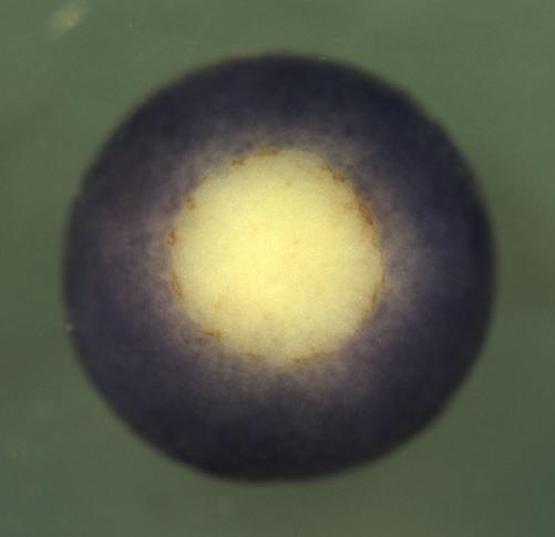 Putative ortholog of dynein intermediate chain 2, cytosolic (DH IC-2) (Cytoplasmic dynein intermediate chain 2)