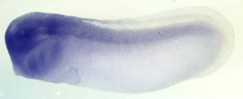 Xenopus churc1 / churchill domain containing 1 expression in stage 28 embryo assayed by in situ hybridization
