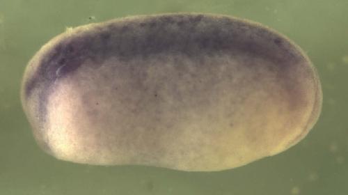 Xenopus transgelin 2  / tagln2 gene expression in stage 22 embryo