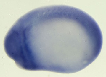 Xenopus forkhead box N3 / foxn3 gene expression in stage 23 embryo