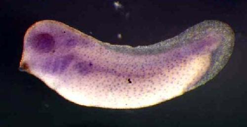 Xenopus cytidine monophosphate (UMP-CMP) kinase 1, cytosolic / cmpk 1 gene expression in stage 28 embryo. 