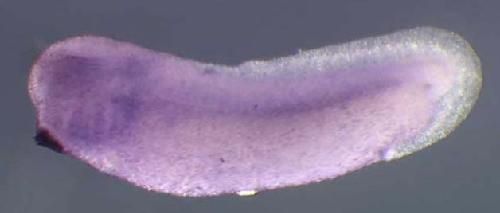 Xenopus eif6 / eukaryotic translation initiation factor 6 gene expression in stage 28 embryo