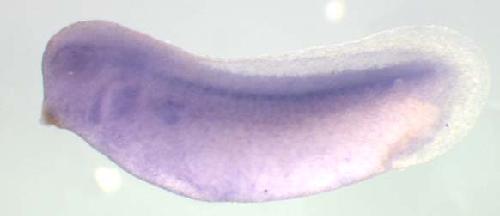 Xenopus slc31a1 / solute carrier family 31 (copper transporters), member 1 gene expression in stage 28 embryo. Clone TEgg008d18