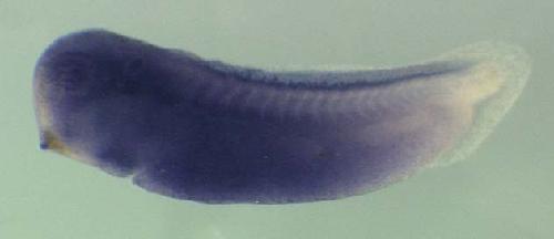 Xenopus putative ortholog of transmembrane gamma-carboxyglutamic acid protein 4 precursor (Proline- rich Gla protein 4) (Proline-rich gamma-carboxyglutamic acid protein 4) gene expression in stage 28 embryo. Clone TEgg009a16