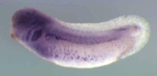 Xenopus enc1 / ectodermal-neural cortex (with BTB-like domain) expression in stage 28 embryo. Clone TEgg013a02