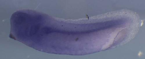 Xenopus mrpl38 / mitochondrial ribosomal protein L38 gene expression in stage 28 embryo. Clone TEgg028c09