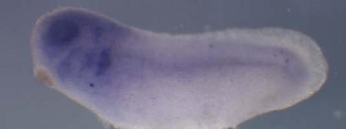 Xenopus gene image