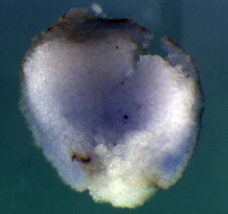 Xenopus inhbb / inhibin, beta B gene expression in bisected stage 11 embryo. Clone TNeu142f12