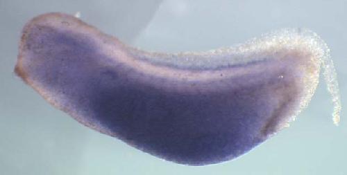 Xenopus ctsl2 / cathepsin L2 gene expression in stage 28 embryo. Clone TTpA002p12