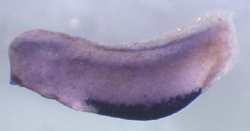 Xenopus putative ortholog of 60S ribosomal protein L10a gene expression at stage 28. Clone TTpA003a12