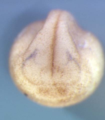 Xenopus tlx3 / T-cell leukemia homeobox 3 gene expression in stage 19 embryo. Clone TTpA003i09