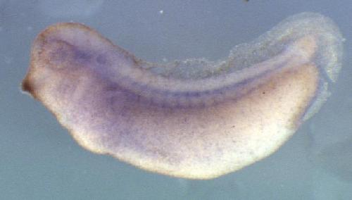 Xenopus arpc5 / actin related protein 2/3 complex, subunit 5, 16kDa gene expression in stage 28 embryo. Clone TNeu144j02