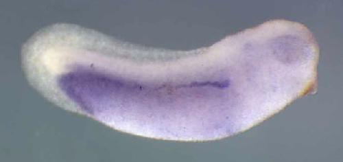 Xenopus sgk2 / serum/glucocorticoid regulated kinase 2 gene expression in stage 28 embryo. Clone TTpA018l18.