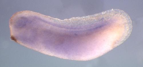 Xenopus napb / N-ethylmaleimide-sensitive factor attachment protein, beta gene expression in stage 28 embryo. Clone TTpA018j12.