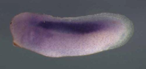 Xenopus ndufv2 / NADH dehydrogenase (ubiquinone) flavoprotein 2, 24kDa gene expression in stage 28 embryo. Clone TTpA012n14.