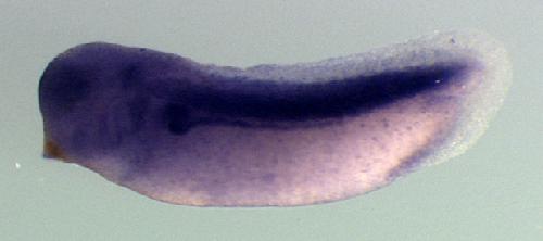 Xenopus uqcrfs1 / ubiquinol-cytochrome c reductase, Rieske iron-sulfur polypeptide 1 gene expression in stage 28 embryo. Clone TTpA012n07.