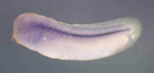 Xenopus tspan7 / tetraspanin 7 gene expression in stage 28 embryo. Clone TTpA012l24.