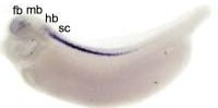 Xenopus solute carrier family 6 (neurotransmitter transporter, glycine), member 5  / slc6a5 expression in stage 33 embryo