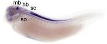 slc6a9 expression in laevis